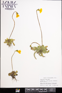 Pinguicula lutea image