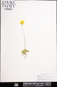 Pinguicula lutea image