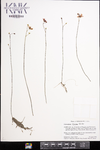 Utricularia gibba image