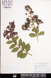 Lagerstroemia indica image