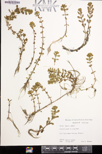 Rotala indica image