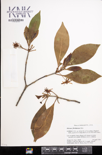 Illicium floridanum image