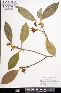 Illicium floridanum image