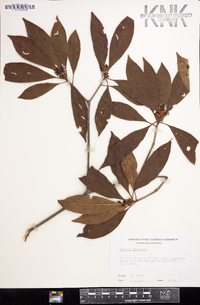 Illicium floridanum image