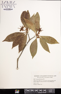 Illicium floridanum image