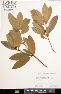 Illicium parviflorum image