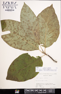 Magnolia acuminata image