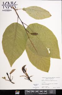 Magnolia acuminata image