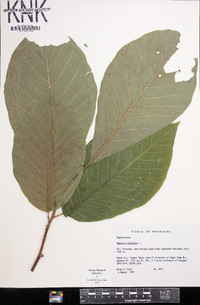 Magnolia acuminata image