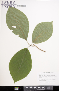 Magnolia acuminata image