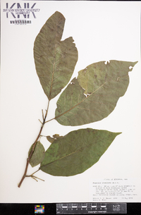 Magnolia acuminata image