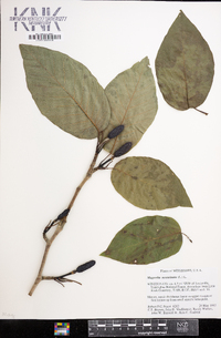 Magnolia acuminata image