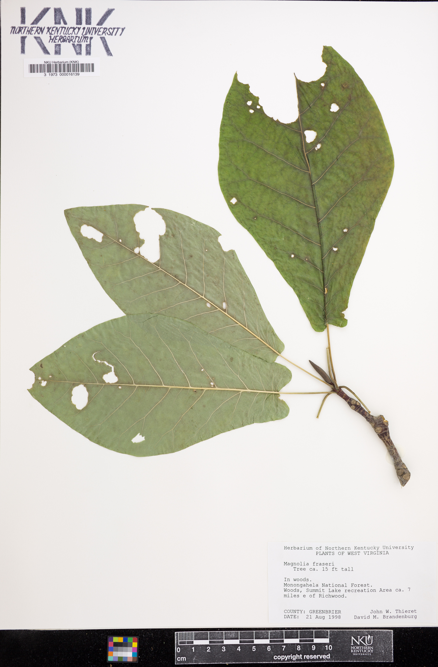 Magnolia fraseri image