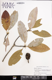 Magnolia virginiana image