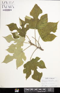 Broussonetia papyrifera image