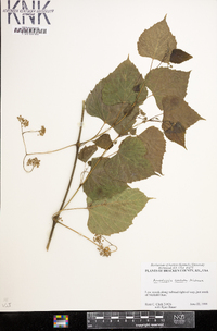 Ampelopsis cordata image