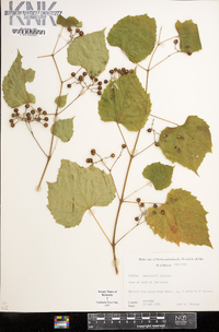 Ampelopsis cordata image