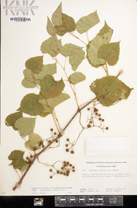 Ampelopsis cordata image