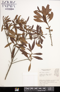 Myrica cerifera image