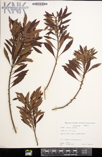 Myrica cerifera image