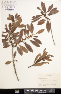 Myrica cerifera image