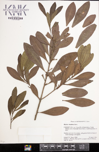 Myrica inodora image