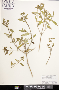 Mirabilis nyctaginea image