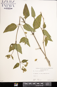 Mirabilis nyctaginea image