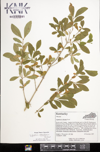 Ligustrum obtusifolium image