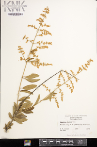 Ligustrum quihoui image