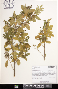 Ligustrum sinense image