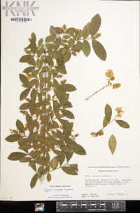 Ligustrum sinense image