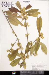 Osmanthus americanus image