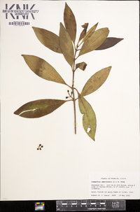 Osmanthus americanus image