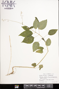 Circaea canadensis image