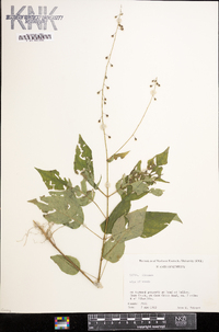 Circaea canadensis image