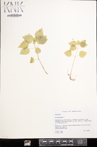 Circaea alpina image