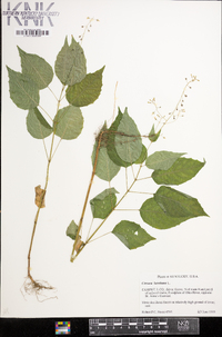 Circaea canadensis image