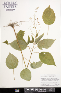 Circaea canadensis image