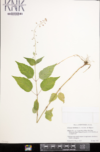 Circaea canadensis image