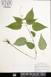 Circaea canadensis image