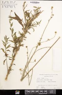 Oenothera gaura image