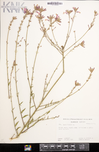 Oenothera gaura image