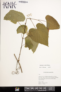 Ampelopsis cordata image