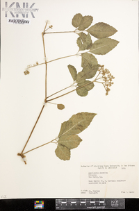 Ampelopsis japonica image