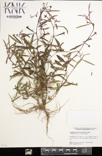 Ludwigia bonariensis image