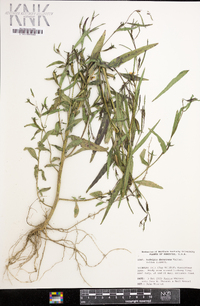 Ludwigia decurrens image