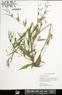 Ludwigia decurrens image