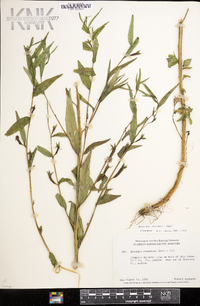 Ludwigia decurrens image