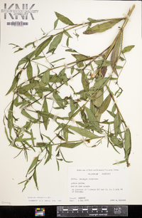 Ludwigia decurrens image